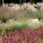Egremont – mixed ornamental grass bed