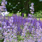 Richmond Farm purple flowers ICON